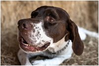 Micaela_equine-pet_photography_2