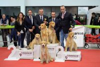 Allevamento_Golden_Retriever_Yellowhouse_2.jpg