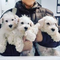 white-king-allevamento-schnauzer-nani-bianchi-2.jpeg
