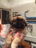 Serenissimo-Ganesh- llevamento-Tibetan-Terrier-e-Tibetan-Spaniel3.jpg