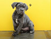 i-corsi-di-savoia-allevamento-professionale-cane-corso.jpg