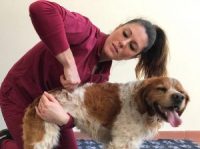 fisioterapia-veterinaria-pisa-1.jpg
