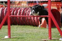 Centro_Cinofilo_OverJOYed_Agility_Team_2.jpeg