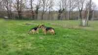 Pensione-per-Cani-Lazio-2.JPG