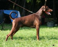 van-neerlands-stam-allevamento-dobermann_2.jpg