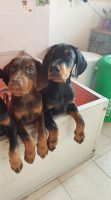 allevamento-dobermann-carybdis_3.jpg