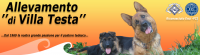 logo villa testa.png