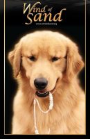 Wind-of-Sand-Allevamento-Golden-Retriever-Americani_4.jpg