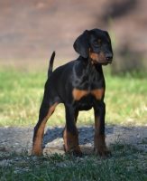 Orme-di-Kina-Allevamento-Dobermann-3.jpg