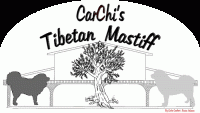 CarChi's_Farm_Allevamento_Tibetan_Mastiff