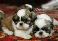 Allevamento_shihtzu_della_famiglia_contarini-3.jpg