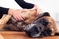 balto-massaggi-per-cani-4.jpg