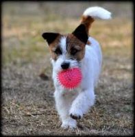 Elirica Allevamento Jack Russell Terrier_3.jpg