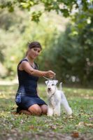 white-king-allevamento-schnauzer-nani-bianchi-3.jpeg