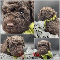 allevamento-barbone-toy-e-nano-dei-contenero_3.jpg