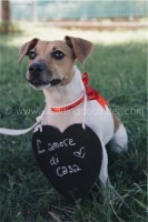 JACK RUSSELL AL MATRIMONIO ROMA.jpg