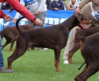 dellimpero-dei-forte-allevamento-dobermann-3.jpg
