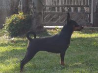 allevamento-zwergpinscher-house-vom-passcal-2.jpg