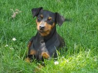 allevamento-zwergpinscher-house-vom-passcal-3.jpg