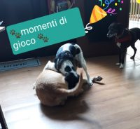 amici-per-la-coda-asilo-diurno-per-cani-piacenza_2.jpg