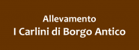 Allevamento_I_CARLINI_di_BORGO_ANTICO.jpg