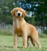 Wind-of-Sand-Allevamento-Golden-Retriever-Americani_3.jpg