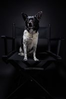 giorgia-calisi-pet-photography-video-1.jpg