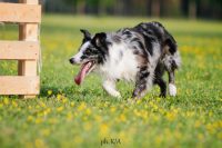 shark-zanzibar-allevamento-border-collie-4.jpg