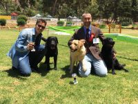Allevamento_Labrador_Retriever_Colbay_di_Casa_Collovà_4.jpg