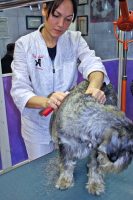 DOG_MODEL_di_Luciana_Boi_Centro_Estetico_e_Toelettatura_Milano