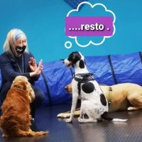 amici-per-la-coda-asilo-diurno-per-cani-piacenza_3.jpg