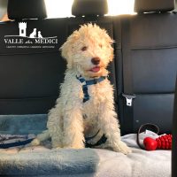 Allevamento_Lagotto_Romagnolo_Valle_dei_Medici_1.jpg
