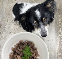 pets-gourmet-cucina-casalinga-per-cani-1.JPG