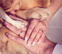 www.weddingdogsitter.com-matrimonio-con-il-cane-como-svizzera-127.jpg