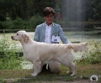 Allevamento-Golden-Retriever-Olvinglay-Vogue.jpg
