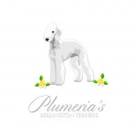 plumerias-allevamento-bedlington-terriers.jpeg