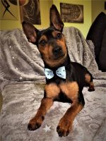 Portami_Con_Te_marriage_dog_sitting_2.jpg