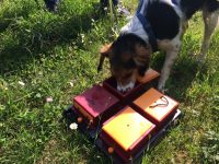 Selene_Mazzarella_Educazione_e_attività_cinofile_dog-sitting_4.JPG