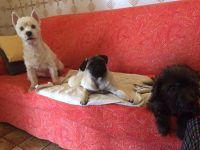 Dog-sitter-e-Pensione-per-Cani-Torino-1.jpg