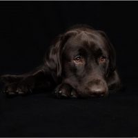 frafede-pet-photography-1.jpg