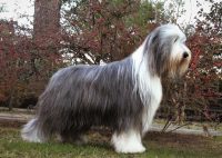 allevamento-bearded-collie-poggio-al-tesoro-1.jpg