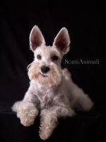 scattianimali-fotografo-di-animali-1.jpg