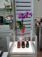 dog-in-pet-center-toelettatura-cagliari-2.jpg