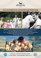 Allevamento-Golden-Retriever-Olvinglay_1.jpg