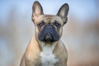 allevamento-bouledogue-francese-makibull-2.jpg
