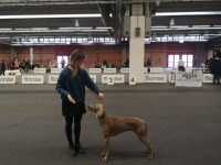 alpha-centauri-allevamento-di-weimaraner-1.jpg