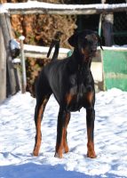 Orme-di-Kina-Allevamento-Dobermann-1.jpg