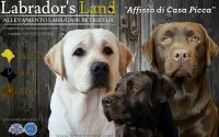 Labradors_Land_Allevamento_Labrador_Retriever_di_casa_Picca.jpg