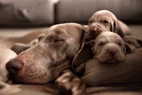 alpha-centauri-allevamento-di-weimaraner-4.jpg