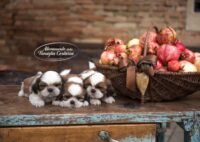 Allevamento_shihtzu_della_famiglia_contarini-4.jpg